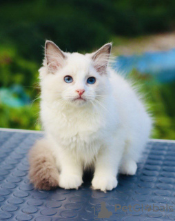 Photo №2 to announcement № 121525 for the sale of ragdoll - buy in Australia breeder