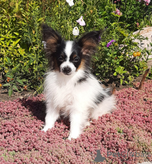 Photo №1. papillon dog - for sale in the city of Minsk | 665$ | Announcement № 16052