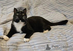 Photo №4. I will sell  in the city of Minsk. private announcement - price - Is free