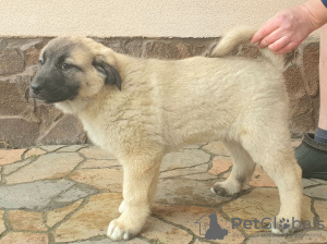 Additional photos: Turkish Kangal puppies