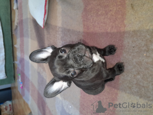 Photo №1. french bulldog - for sale in the city of Перуджа | 740$ | Announcement № 95740