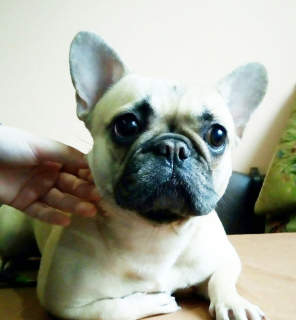 Photo №1. french bulldog - for sale in the city of Kiev | 400$ | Announcement № 1018