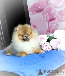 Photo №1. pomeranian - for sale in the city of Minsk | 250$ | Announcement № 87952