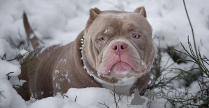 Photo №4. I will sell american bully in the city of Minsk. breeder - price - 3000$