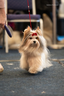 Photo №4. Mating beaver yorkshire terrier in Russian Federation. Announcement № 135415