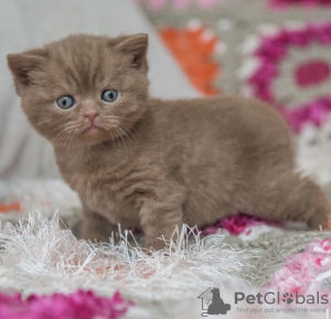 Photo №4. I will sell british shorthair in the city of Munich. from nursery - price - 269$