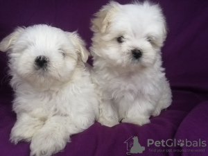 Photo №1. non-pedigree dogs - for sale in the city of Minsk | 491$ | Announcement № 89546