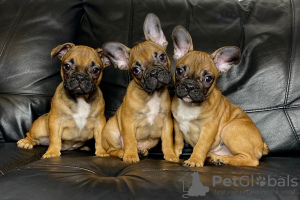 Photo №3. French Bulldog Puppies for Sale. Russian Federation