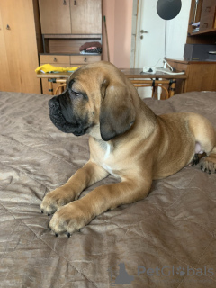 Photo №4. I will sell cane corso in the city of Minsk. private announcement - price - negotiated