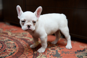 Photo №2 to announcement № 82718 for the sale of french bulldog - buy in Serbia breeder