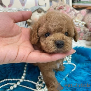 Photo №1. poodle (toy) - for sale in the city of Helsinki | 1032$ | Announcement № 163133