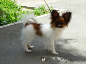 Additional photos: Papillon puppy boy - Marie Ross Julian