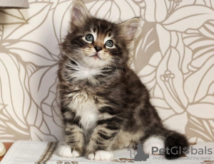 Photo №2 to announcement № 108617 for the sale of norwegian forest cat - buy in United States private announcement, breeder