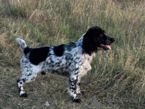 Photo №1. russian spaniel - for sale in the city of Simferopol | negotiated | Announcement № 146006