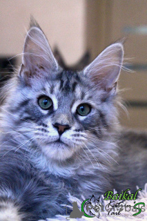 Photo №2 to announcement № 17896 for the sale of maine coon - buy in Russian Federation private announcement, from nursery, breeder