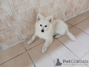 Photo №1. german spitz - for sale in the city of Стамбул | Is free | Announcement № 61208