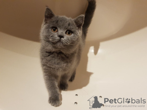 Photo №1. british shorthair - for sale in the city of Munich | 370$ | Announcement № 118352