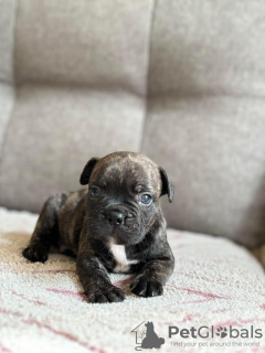 Photo №1. french bulldog - for sale in the city of Tartu | negotiated | Announcement № 126503