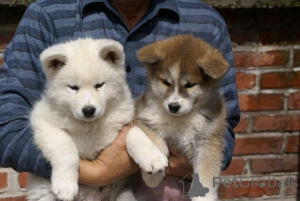 Photo №1. akita - for sale in the city of Überlingen | 465$ | Announcement № 169405