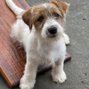 Photo №2 to announcement № 171875 for the sale of jack russell terrier - buy in Germany private announcement, breeder