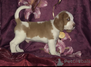 Photo №1. beagle - for sale in the city of Москва | 706$ | Announcement № 7985