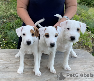 Photo №1. parson russell terrier - for sale in the city of Minsk | Is free | Announcement № 55079