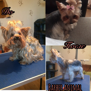 Additional photos: Professional haircuts and animal care