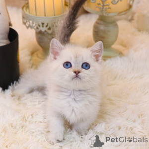 Photo №1. munchkin - for sale in the city of California | 350$ | Announcement № 152256