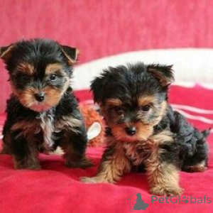Photo №1. yorkshire terrier - for sale in the city of Bruges | Is free | Announcement № 165738