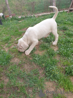 Photo №4. I will sell dogo argentino in the city of Москва. private announcement - price - negotiated