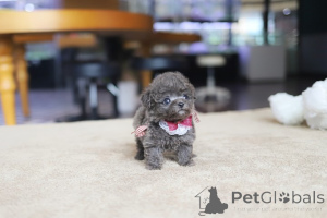 Photo №3. Dean Janet Kay puppies house. United States