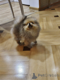 Photo №3. A real, compact Pomeranian with FCI pedigree.. Georgia