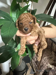 Photo №3. Miniature Puppies. Serbia