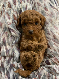 Photo №3. Poodle(royal). Germany