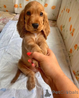 Photo №2 to announcement № 165696 for the sale of american cocker spaniel - buy in United Kingdom private announcement, breeder