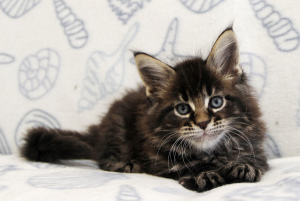 Photo №1. maine coon - for sale in the city of Arkhangelsk | 311$ | Announcement № 5545