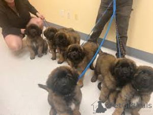 Photo №1. leonberger - for sale in the city of Luxembourg | 1239$ | Announcement № 161595
