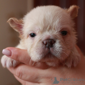 Photo №1. french bulldog - for sale in the city of Stavropol | 1$ | Announcement № 84697