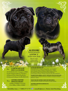 Photo №1. pug - for sale in the city of Москва | 844$ | Announcement № 6762