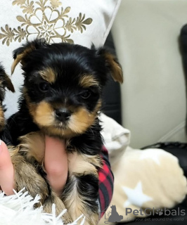 Photo №3. Yorkshire Terriers. Serbia