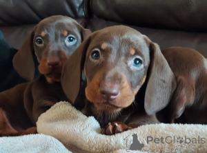 Photo №1. dachshund - for sale in the city of Jirnsum | 350$ | Announcement № 174016