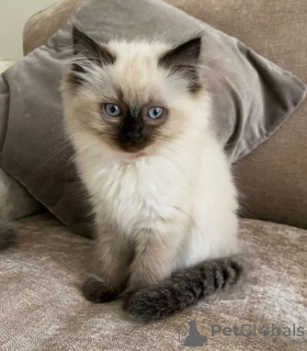 Photo №2 to announcement № 95078 for the sale of ragdoll - buy in Germany private announcement