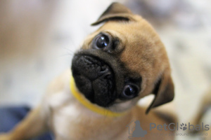 Photo №1. pug - for sale in the city of Kiev | 1000$ | Announcement № 17389