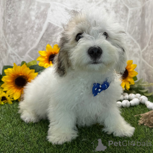 Photo №1. coton de tulear - for sale in the city of Arnsberg | 282$ | Announcement № 151407