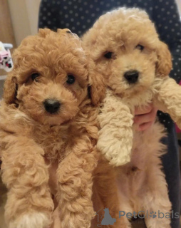 Photo №2 to announcement № 138810 for the sale of poodle (toy) - buy in Serbia 