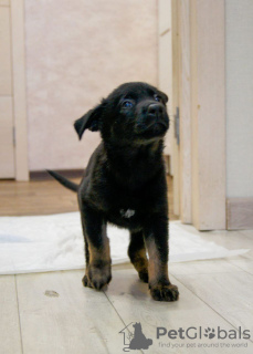 Photo №4. I will sell non-pedigree dogs in the city of Москва. private announcement - price - Is free