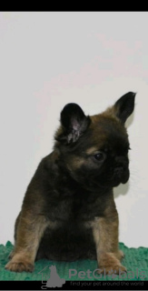 Photo №3. French bulldog fluffy. Serbia