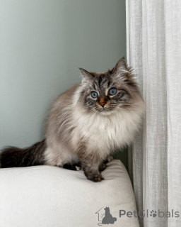 Photo №2 to announcement № 167044 for the sale of siberian cat - buy in Germany breeder