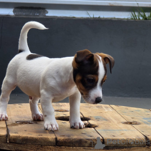 Photo №3. Cute Jack Russell Terrier Puppies Tiny Athletes with Big Hearts. Czech Republic