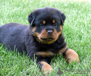 Photo №4. I will sell rottweiler in the city of Vienna. private announcement, breeder - price - 1032$
